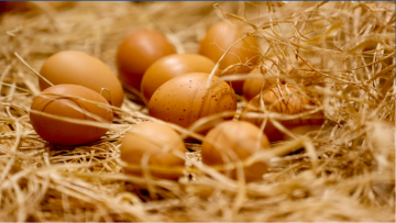 Yumurta ihracatçıları gözünü Afrika, Asya ve AB pazarlarına dikti.