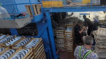 Karadeniz’de balıkçılar kasa kasa palamutla döndü: Vatandaşlara ücretsiz dağıtıldı