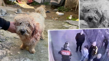 Mahallelinin maskotu köpek ‘Polat’ı bıçakladılar