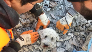 HAYTAP depremzede hayvanlar için sahra çadırı kurdu