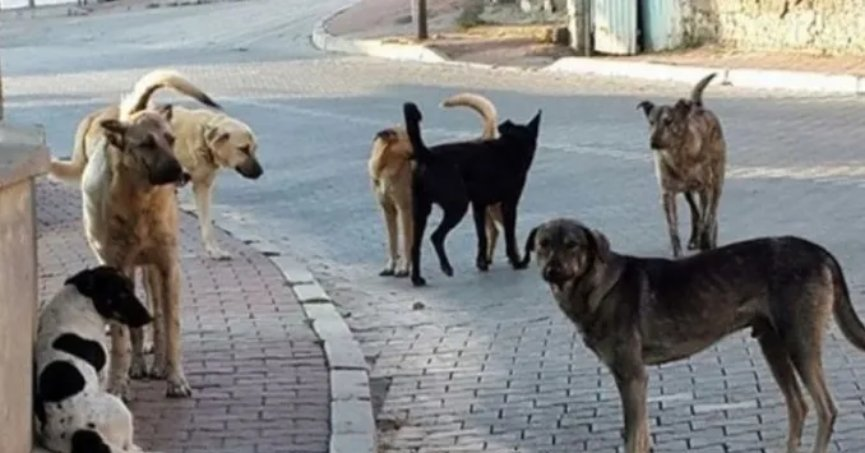 Sokak köpeklerini en hızlı ve en acısız şekilde öldürün. Valilik belediyelere talimat gönderdi