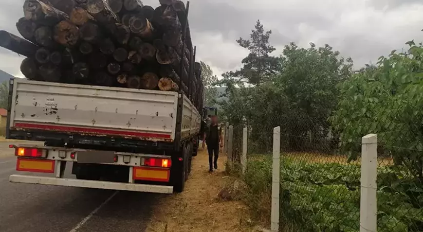 Ormanda bin ağaç kesildi iddiası! Çifte soruşturma başlatıldı