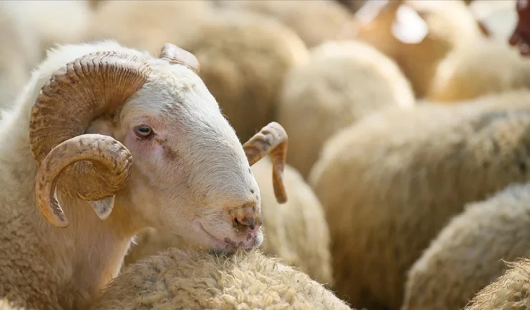 2025 YILI VEKALETLE KURBAN KESİM BEDELİ AÇIKLANDI