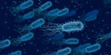 ABD'DE ET YİYEN BAKTERİ 1