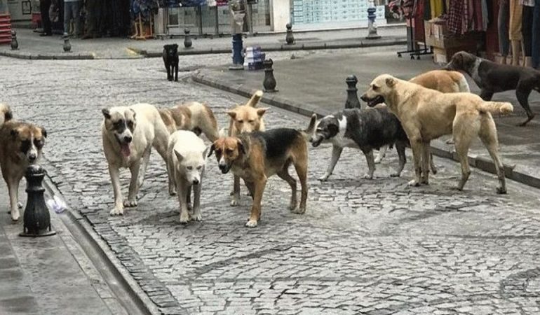 İstanbul Valiliği Sokak Köpeklerinin Beslenmesini Yasakladı