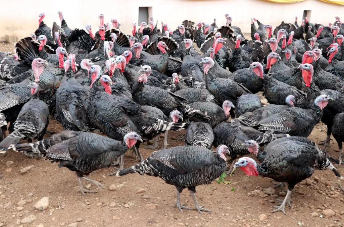 cumhurbaskani-erdogan-a-milli-erkek-basketbol-takimini-tebrik-etti-thhf