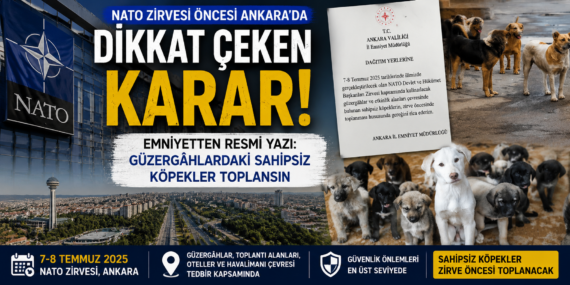 Zirve öncesi yeni tedbir: Sokak köpekleri için toplama kararı