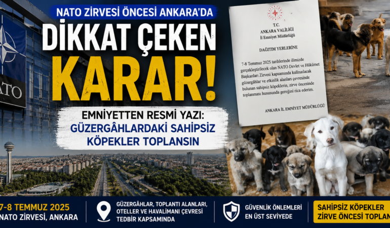 Zirve öncesi yeni tedbir: Sokak köpekleri için toplama kararı