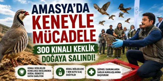Amasya’da Kene Seferberliği! 300 Keklik Doğaya Salındı