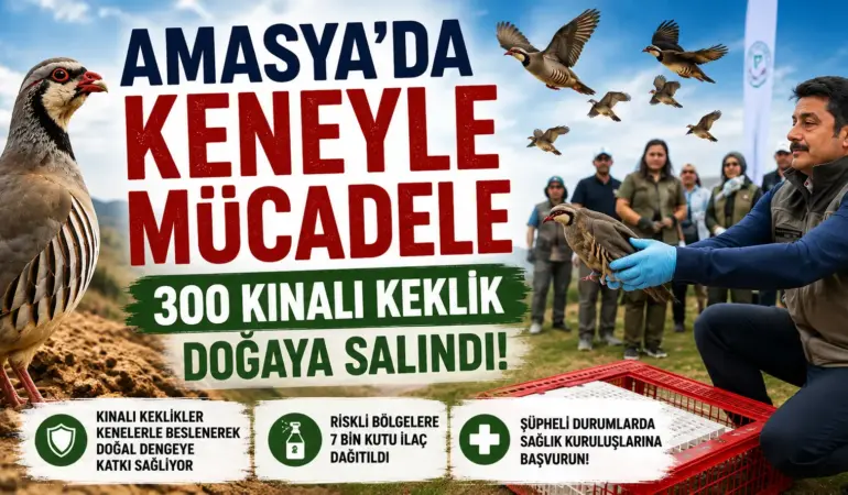 Amasya’da Kene Seferberliği! 300 Keklik Doğaya Salındı