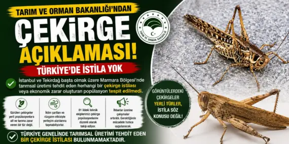 Çekirge Paniğine Son Nokta! Türkiye’de İstila Var mı? Bakanlık Açıkladı