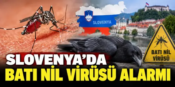 Slovenya’da Virüs Alarmı! Ölü Kargalarda Batı Nil Virüsü Tespit Edildi