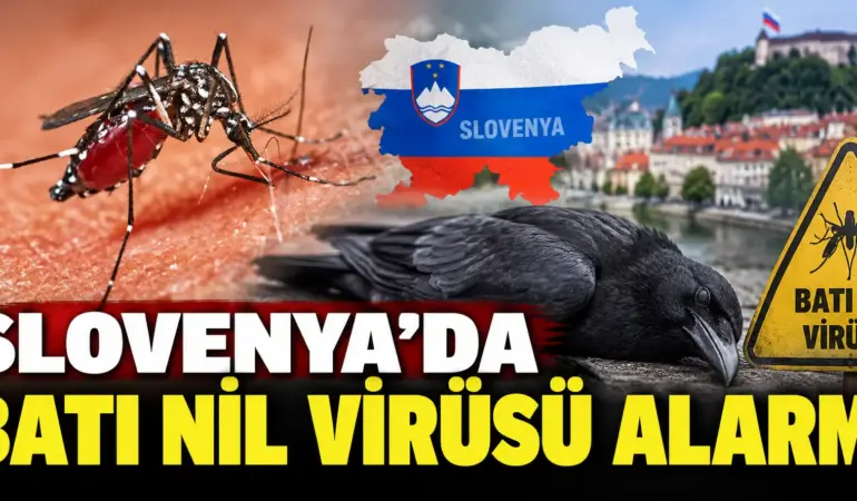 Slovenya’da Virüs Alarmı! Ölü Kargalarda Batı Nil Virüsü Tespit Edildi