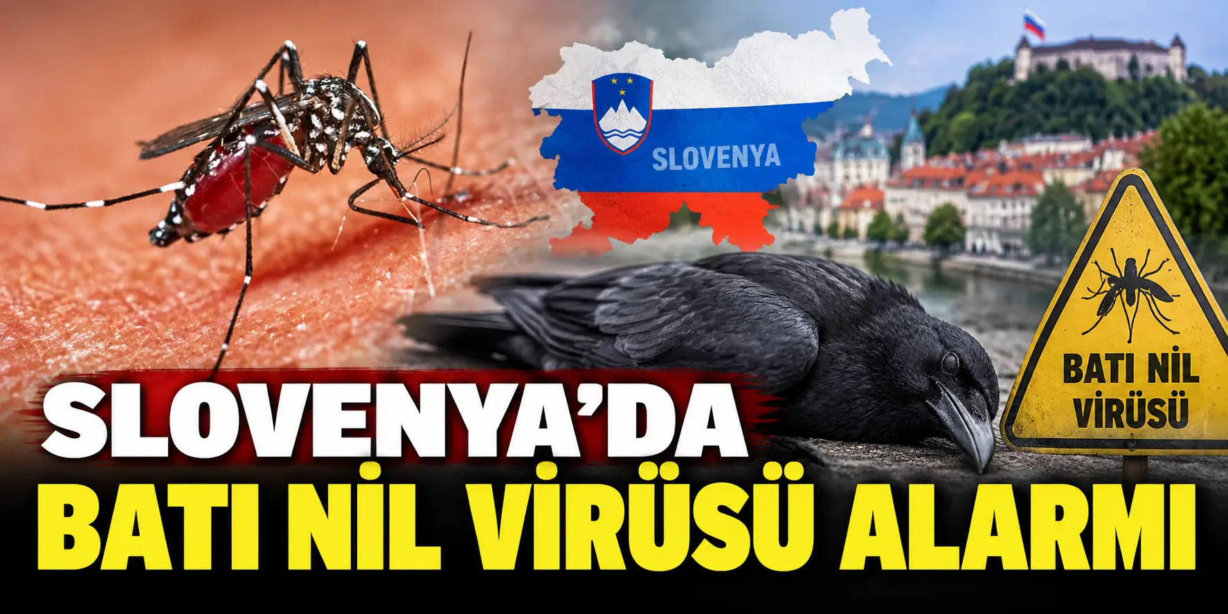 Slovenya’da Virüs Alarmı! Ölü Kargalarda Batı Nil Virüsü Tespit Edildi
