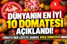 Dünyanın En İyi 10 Domatesi