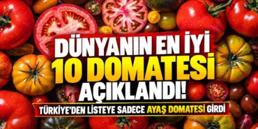 Dünyanın En İyi 10 Domatesi
